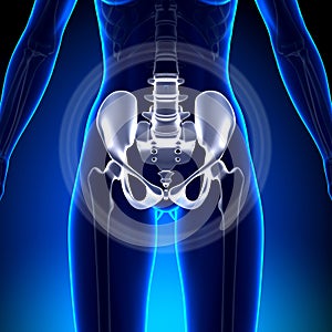 Female Hip / Sacrum / Pubis / Ischium / Ilium - Anatomy Bones