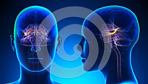 Female Hippocampus Brain Anatomy - blue concept photo