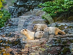 Female Hoary Marmot With Three Pups