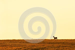 A female Hog deer walking in the grassland at dusk, beautiful sunset sky backgrounds. Phukhieo Wildlife Sanctuary, Thailand