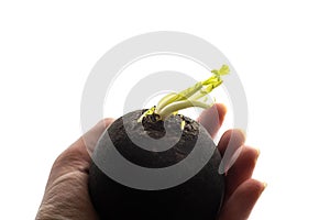 Female hold black radish with green sprout seedling in hand palm macro close up
