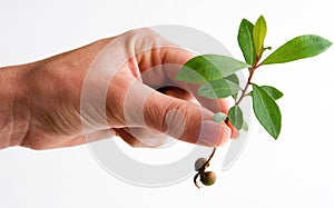 Female holding seedling