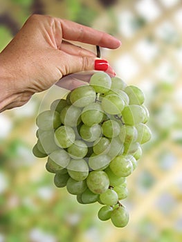 Female holding white grapes