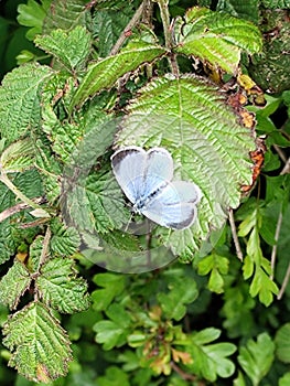 Holly Blue, Celastrina argiolus, Butterfly, Norfolk, England, UK photo
