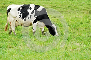 Female holstein cow grazing