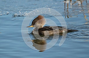 Female Hooded Merganser