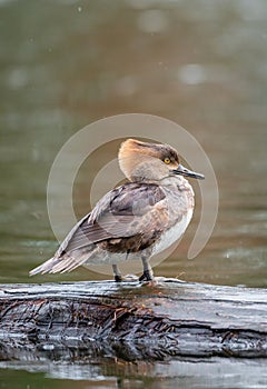 Female Hooded Merganser