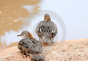 Female hooded merganser