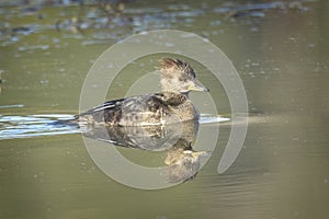 Female hooded merganser in calm water