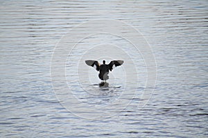 A female hooded merganser swimming in a pond
