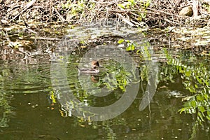 Female Hooded Merganser duck Lophodytes cucullatus swimming