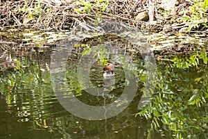 Female Hooded Merganser duck Lophodytes cucullatus swimming