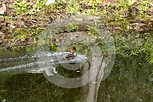 Female Hooded Merganser duck Lophodytes cucullatus swimming