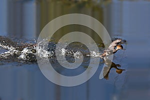 Female Hooded Merganser duck Lophodytes cucullatus takes flight