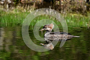 Female Hooded Merganser duck swimming