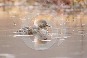 Female Hooded Merganser & x28;Lophodytes cucullatus& x29;