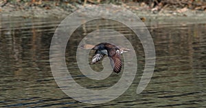 Female hooded merganser (Lophodytes cucullatus) in flight over water of a small pond, feather detail
