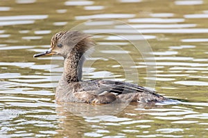 A female hooded merganser Lophodytes cucullatus swims through a marsh at Huntley Meadows Park, Virginia, USA