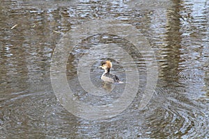 A female hooded merganser swimming in a pond