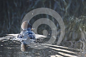 A female hooded merganser swimming in the river.  Vancouver BC Canada