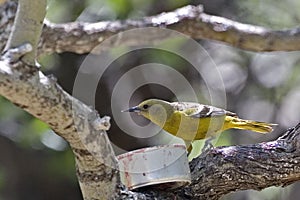 Female Hooded Oriole, Icterus cucullatus, eating grape jelly