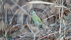 female hooded parrot feeding on the ground at pine creek