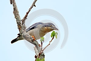 Female Hooded Tanager Nemosia pileata perched on a branch over the blue sky