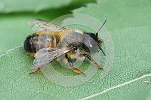 A female horned mason bee, Osmia bicornis resting on a green leaf photo