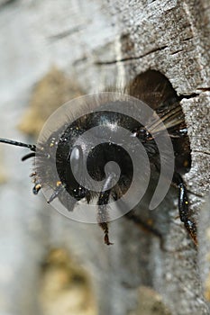 A female horned mason bee, Osmia cornuta, getting out of her nest