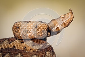 Female horned viper (Vipera ammodytes) portrait