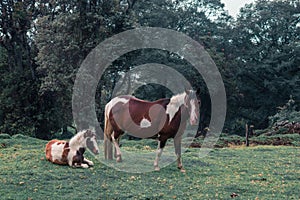 Female horse with brown and white fur next to her newborn calf in the pasture in the middle of the cloud forest of Costa Rica photo