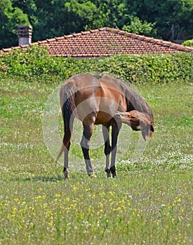 Female horse cleaning oneself
