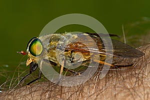 Female horse fly on the human skin biting