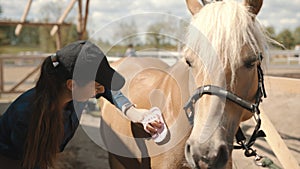 Female Horse Owner Brushing Off Dust From Her Flaxen Horseback Using A Horse Brush