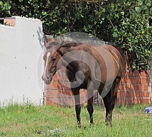 Female horse in the pasture