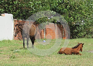 Female horse in the pasture, with her son. foal