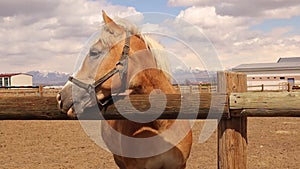 Female Horse stands in front of the fence and later her baby follows her