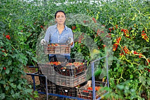 Female horticulturist arranging harvested tomatoes in crates in glasshouse