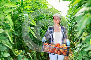 Female horticulturist carrying box of harvested tomatoes in greenhouse