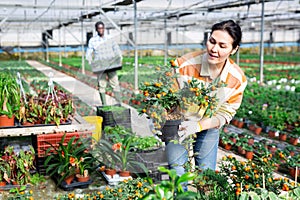 Female horticulturist maintaining garden in hothouse