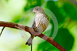 Female House Finch