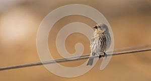 Female House Finch