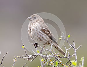 Female house finch atop a shrub in the Transitions Bird and Wildlife Photography Ranch near the City of Uvalde, Texas.