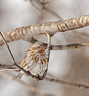 Female House Finch (Carpodacus mexicanus)