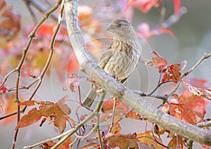 Female House Finch in a Japanes Red Maple Tree