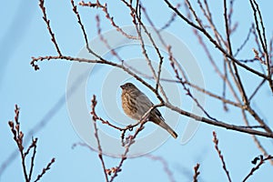 Female House finch resting on branch