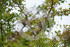 Female House finch resting on branch