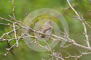 Female House finch resting on branch