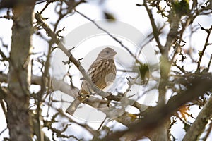 Female House finch resting on branch