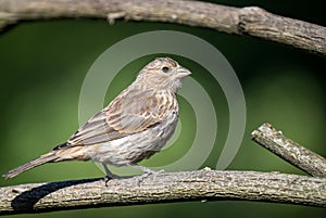 A female house finches ` Haemorhous mexicanus `